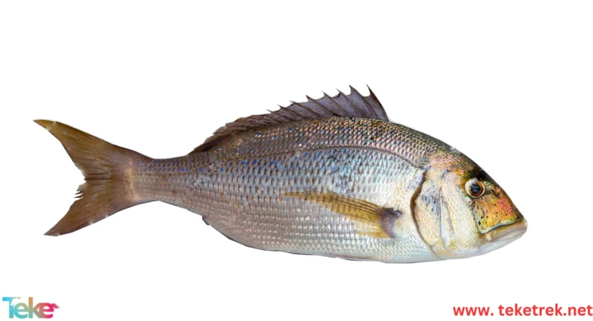 Wild and farmed dentex