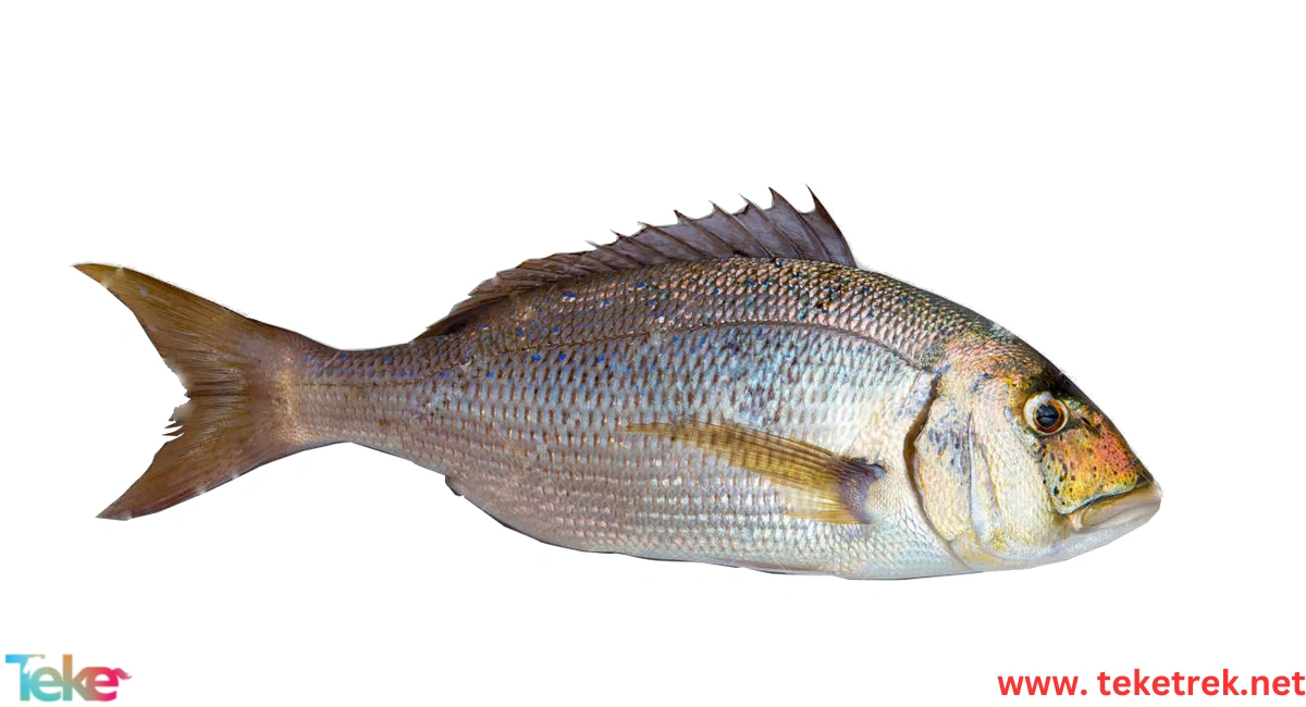 Wild and farmed dentex