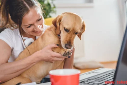 Best Ways to Sell Pet Food Online