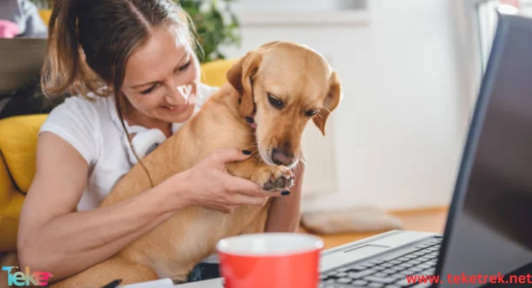 Best Ways to Sell Pet Food Online