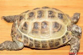The difference between domestic turtle types