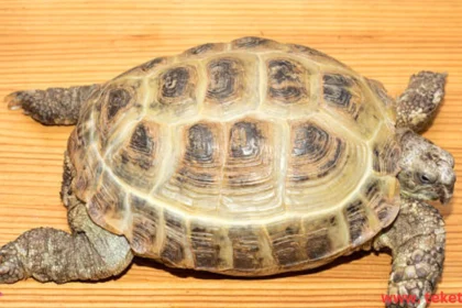 The difference between domestic turtle types