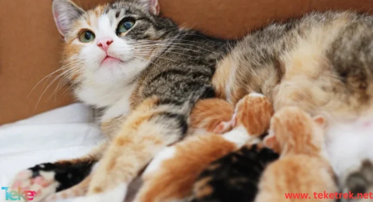 Symptoms of pregnancy in cats and stages of labor