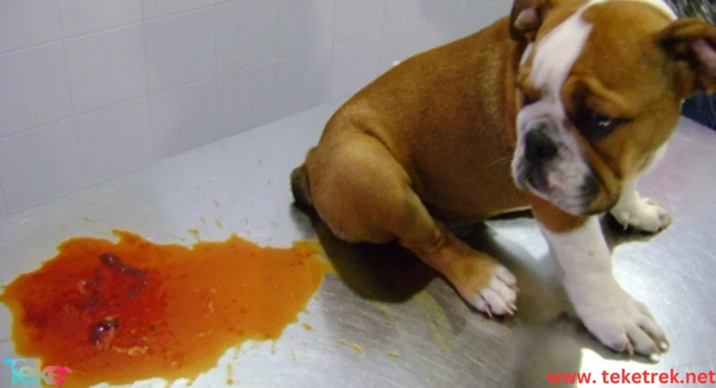 Signs of Parvovirus Infection in Dogs