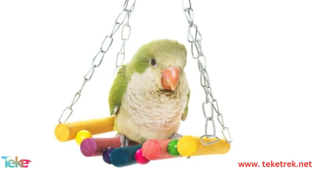 Smart Toys to Stimulate Your Pet Birds