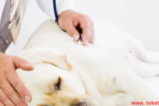 Signs of Worm Infestation in Dogs
