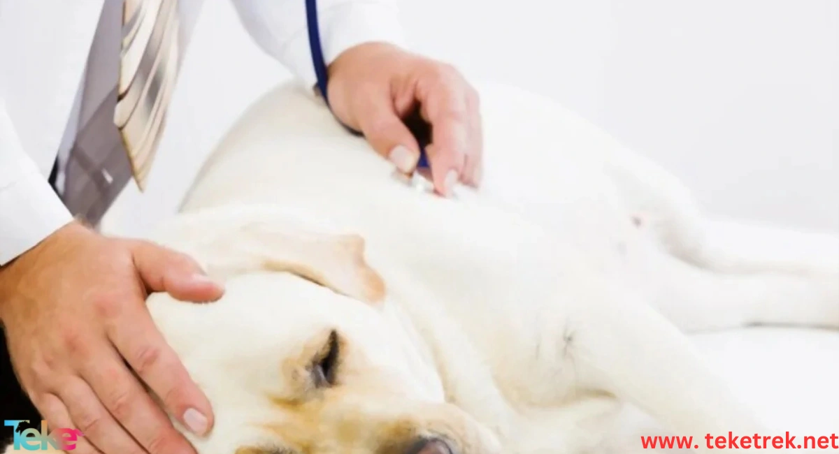 Signs of Worm Infestation in Dogs
