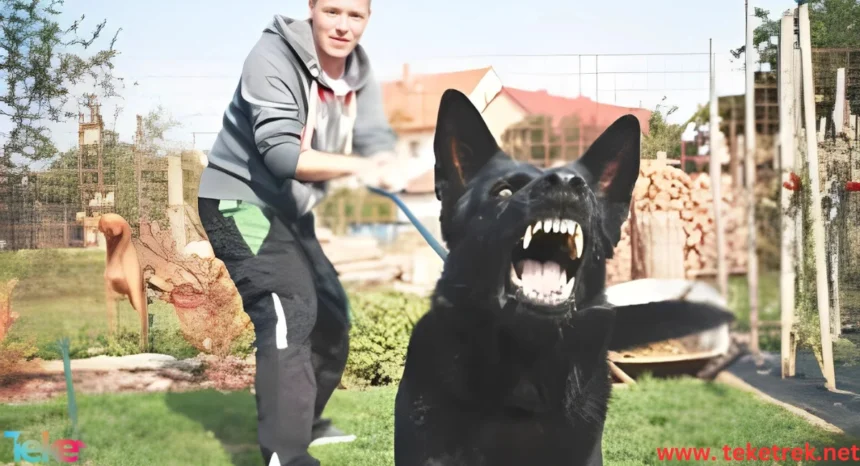 Dealing with Aggressive Dog Behaviors