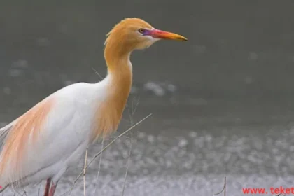 Rare Birds in the Middle East