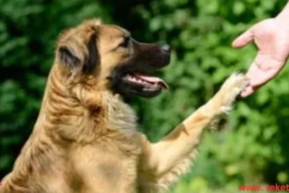 How to Understand Dog Body Language