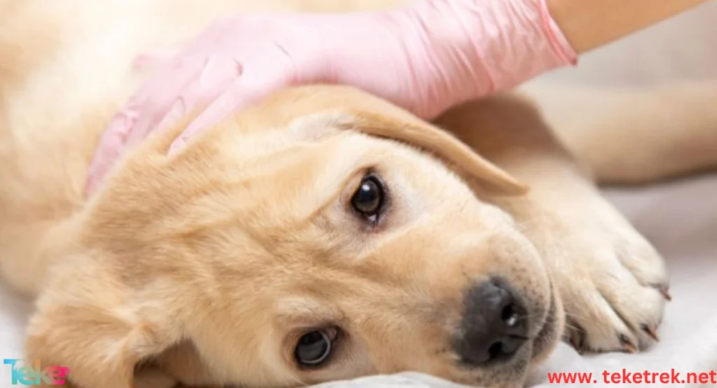 Signs of Parvovirus Infection in Dogs