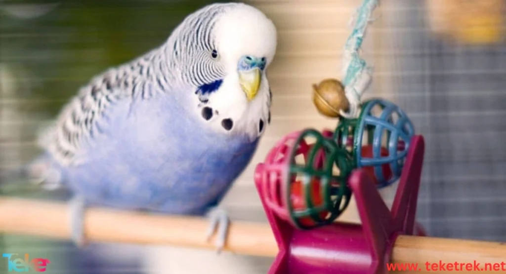 Smart Toys to Stimulate Your Pet Birds