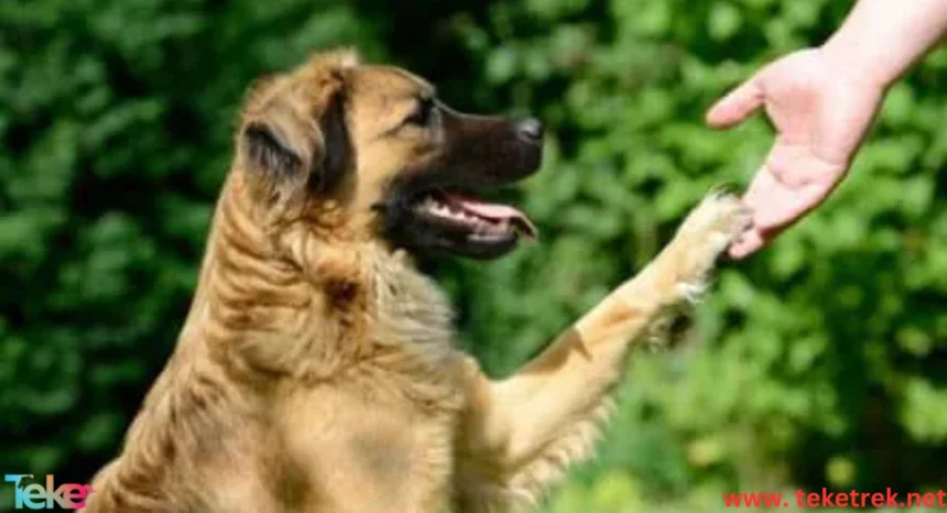 How to Understand Dog Body Language