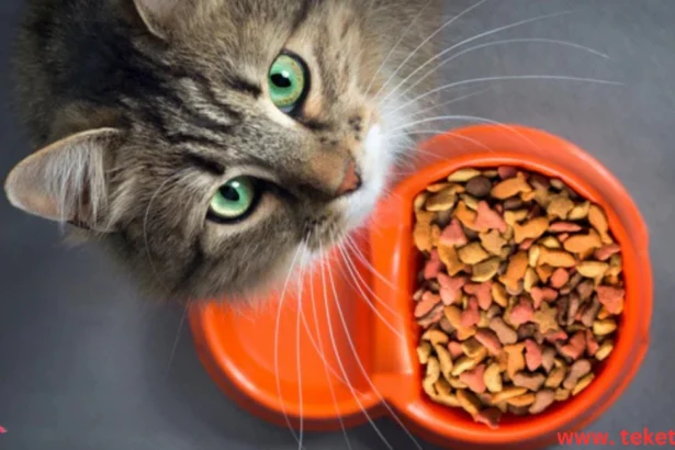 Are Dry Kibble Foods Healthy for Cats