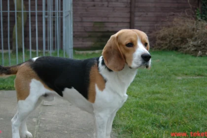 The Most Suitable Dog Breeds for Kuwait’s Climate