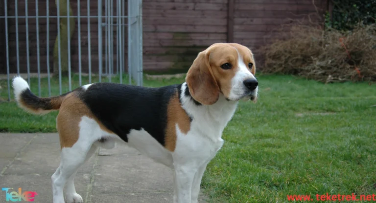 The Most Suitable Dog Breeds for Kuwait’s Climate