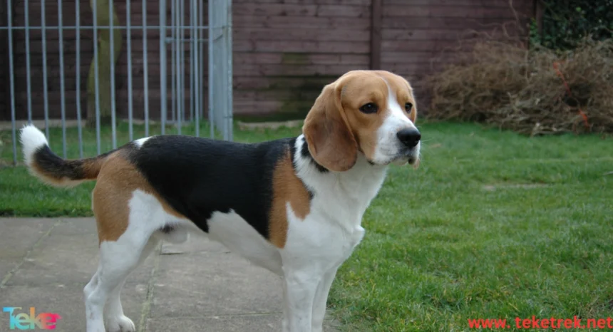 The Most Suitable Dog Breeds for Kuwait’s Climate