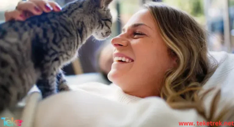 Why Does a Cat Lick Its Owner’s Face