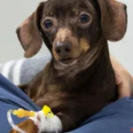 Signs of Parvovirus Infection in Dogs