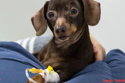 Signs of Parvovirus Infection in Dogs