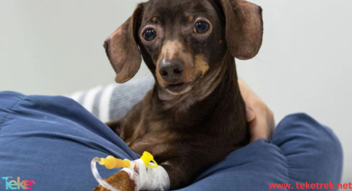 Signs of Parvovirus Infection in Dogs