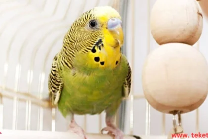 Smart Toys to Stimulate Your Pet Birds