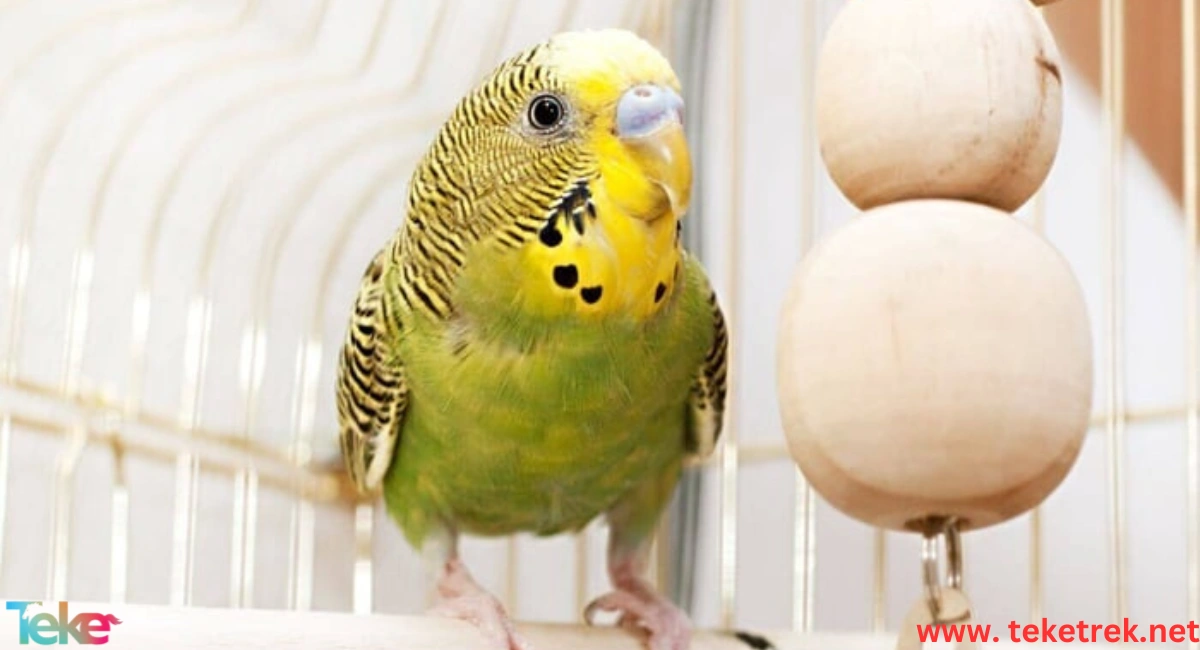 Smart Toys to Stimulate Your Pet Birds